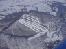 Whitetail