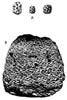Flora fossils