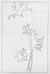 Drawing of Dinosaurs
