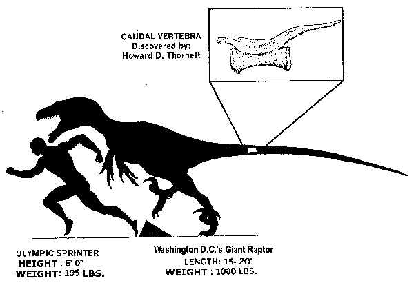 Raptor information