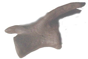 sculptured vertebra - side view