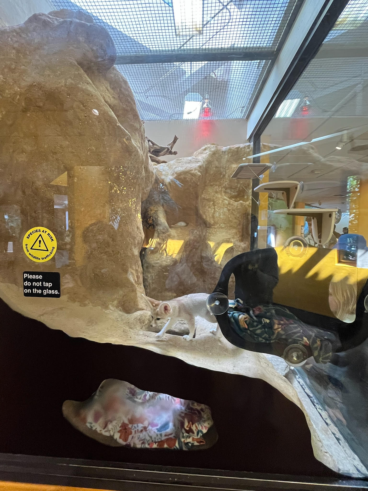 Fennec Fox Exhibit