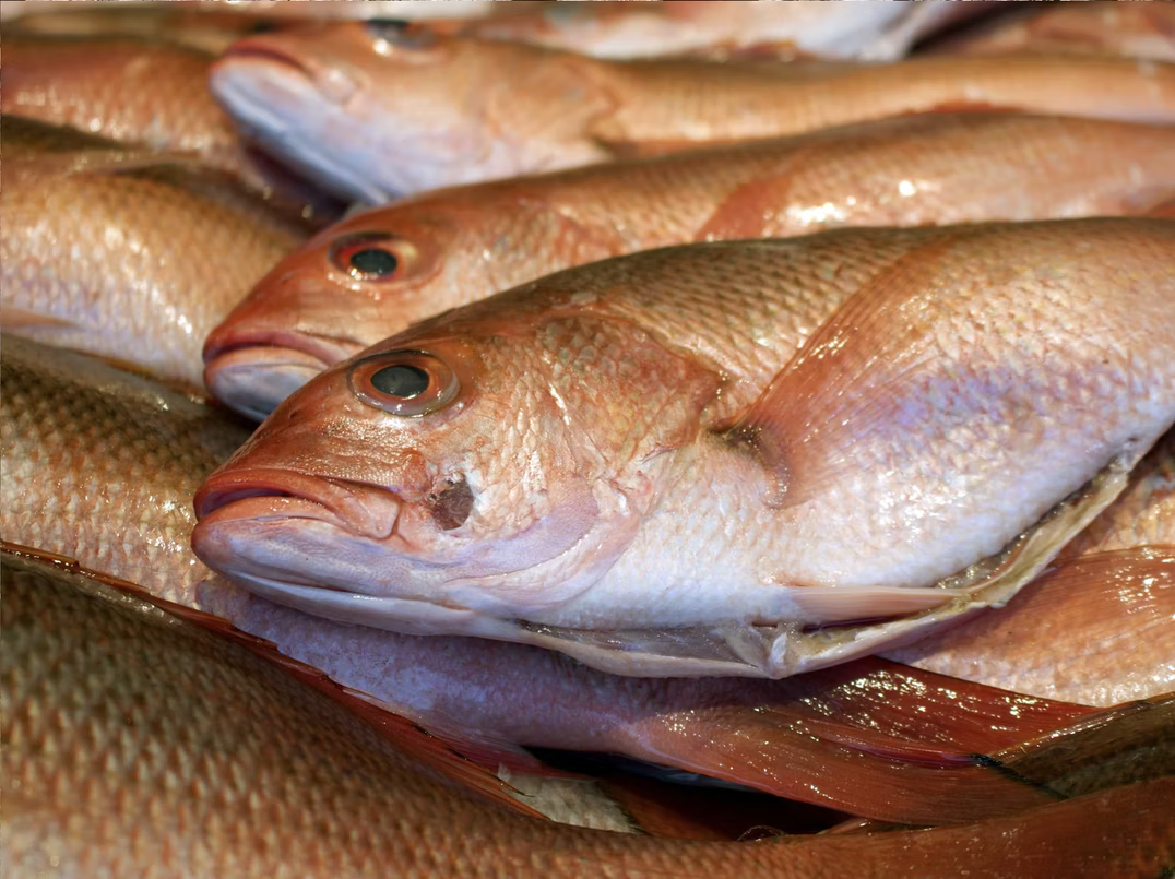 Fish