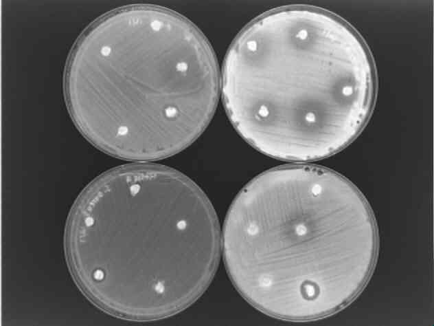 black and white antibiotic producing