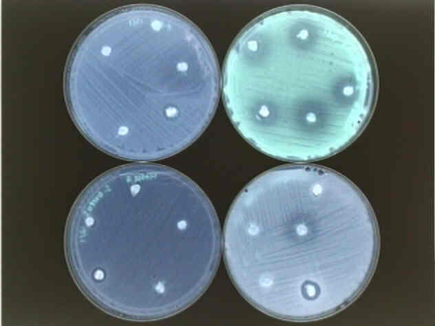 flourscent antibiotic producing