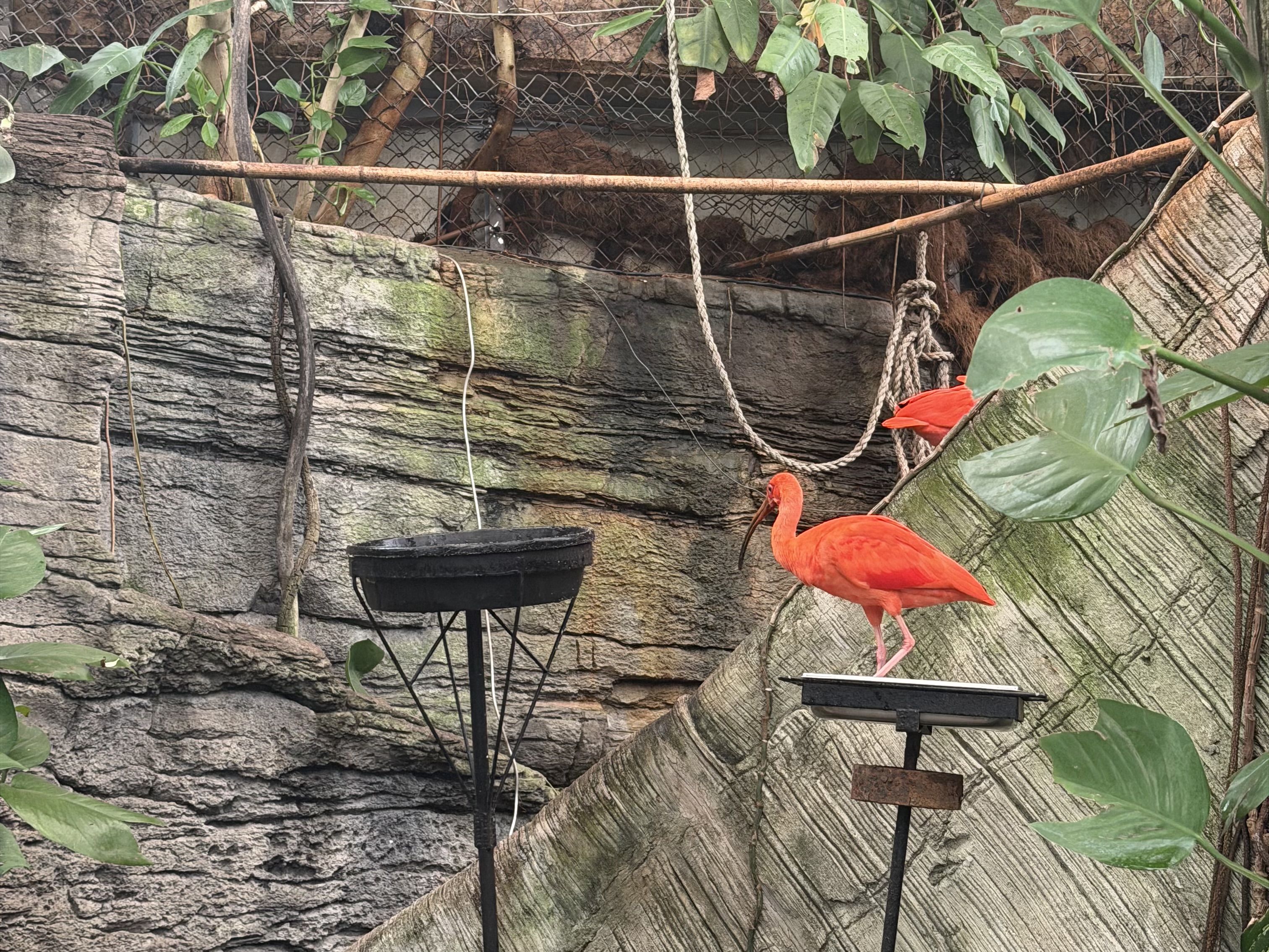Amazonia animal display