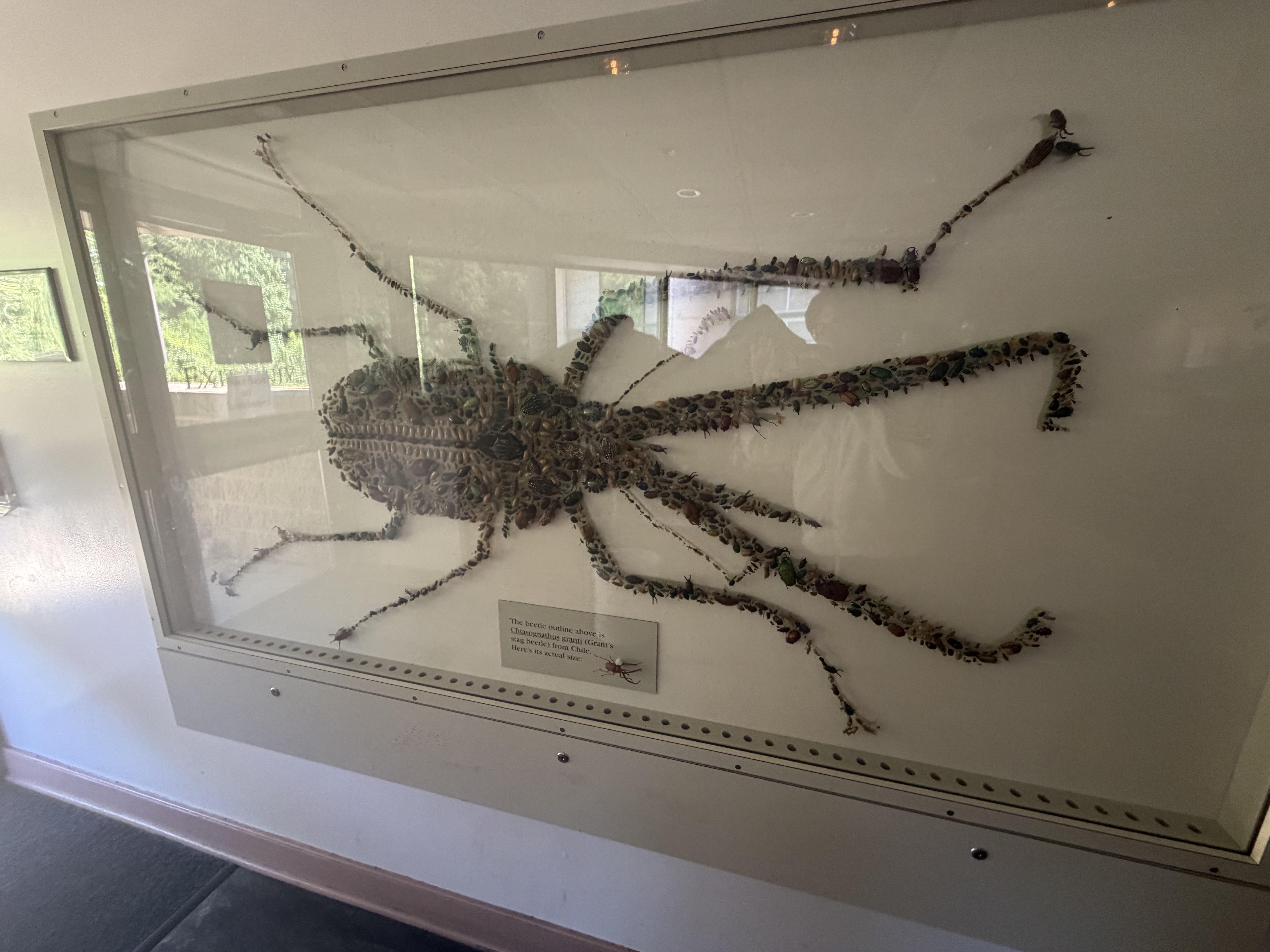 Beetle artwork display