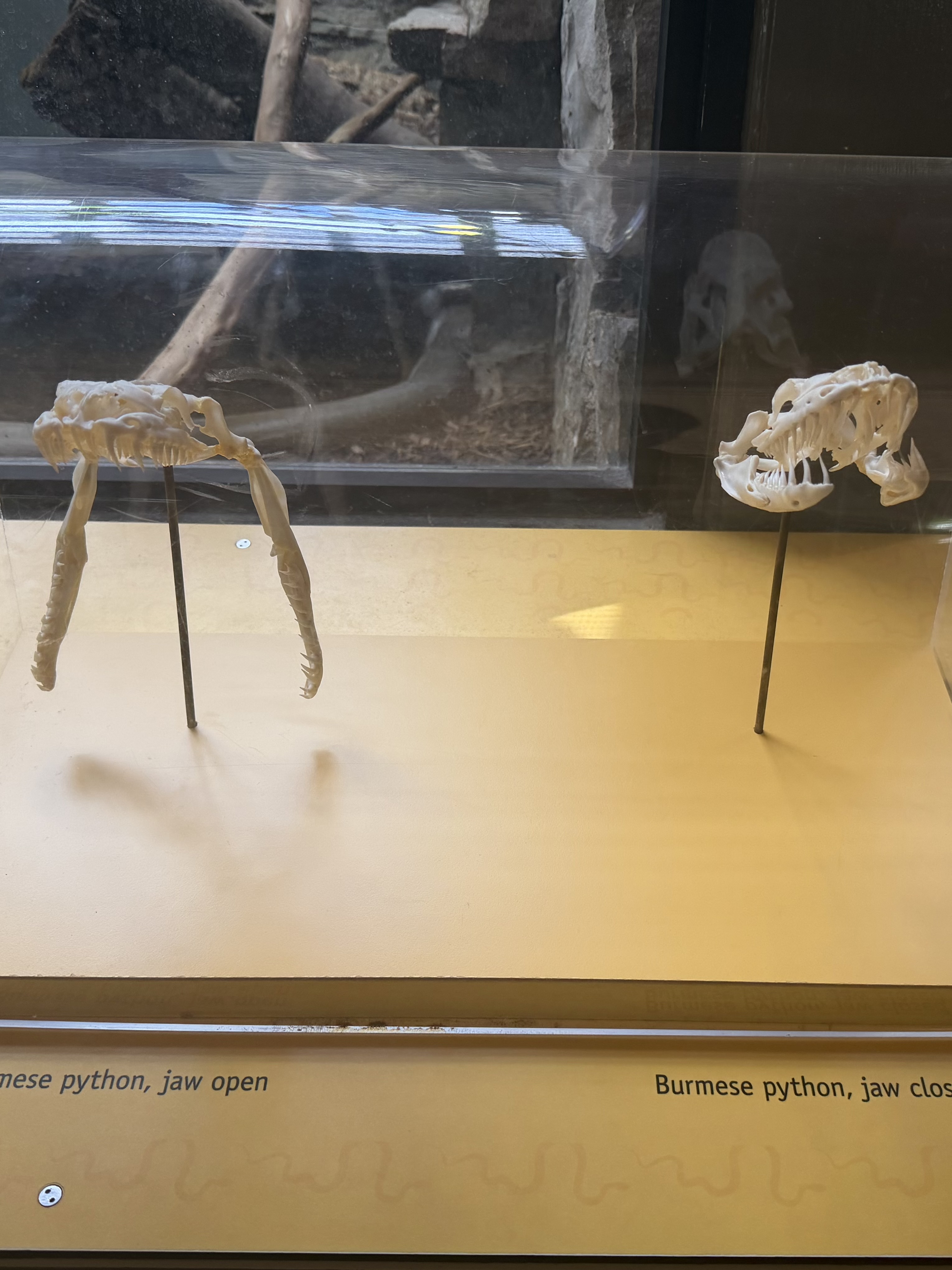 Burmese python skull display