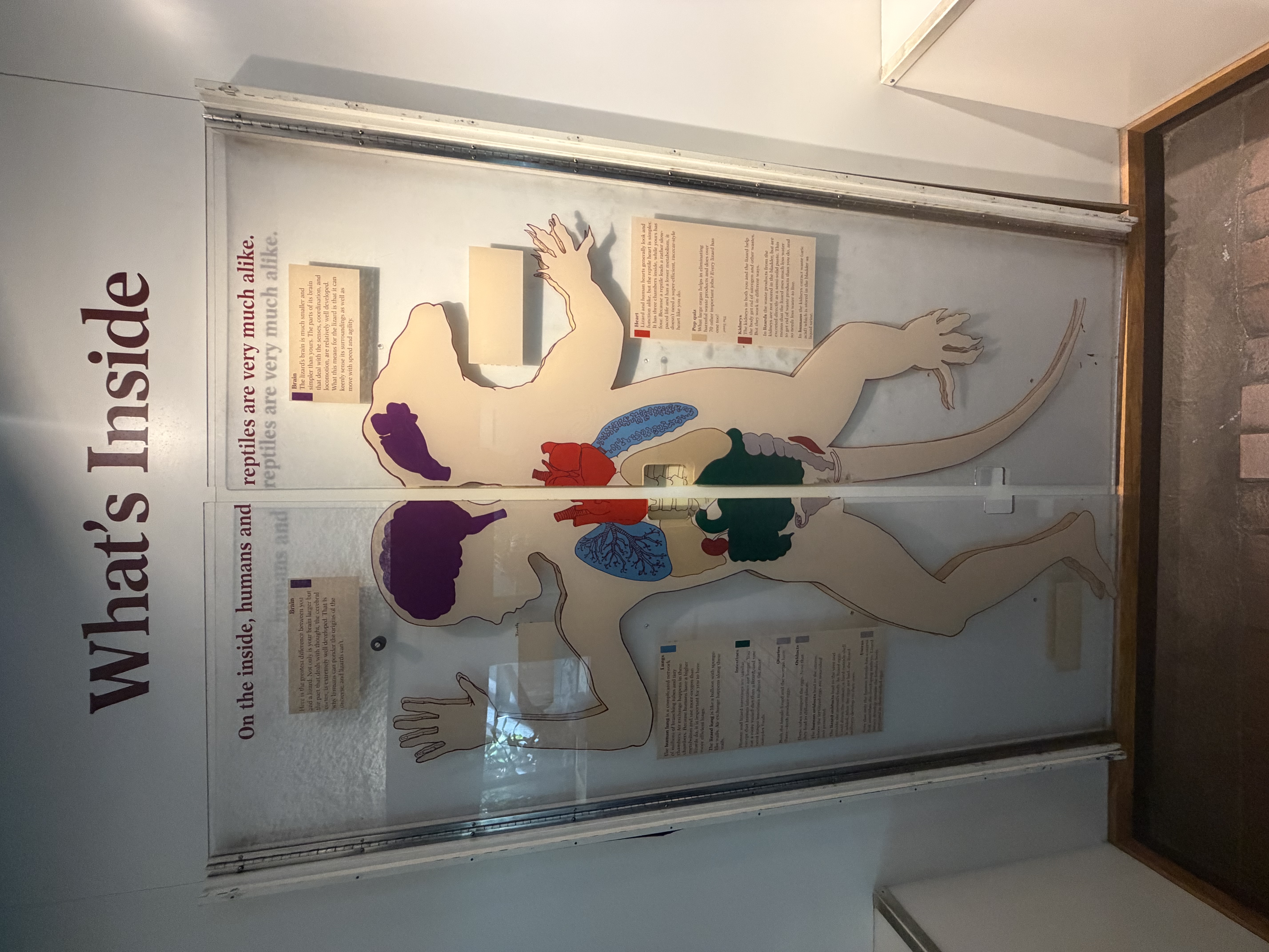 Human and reptile body comparison display
