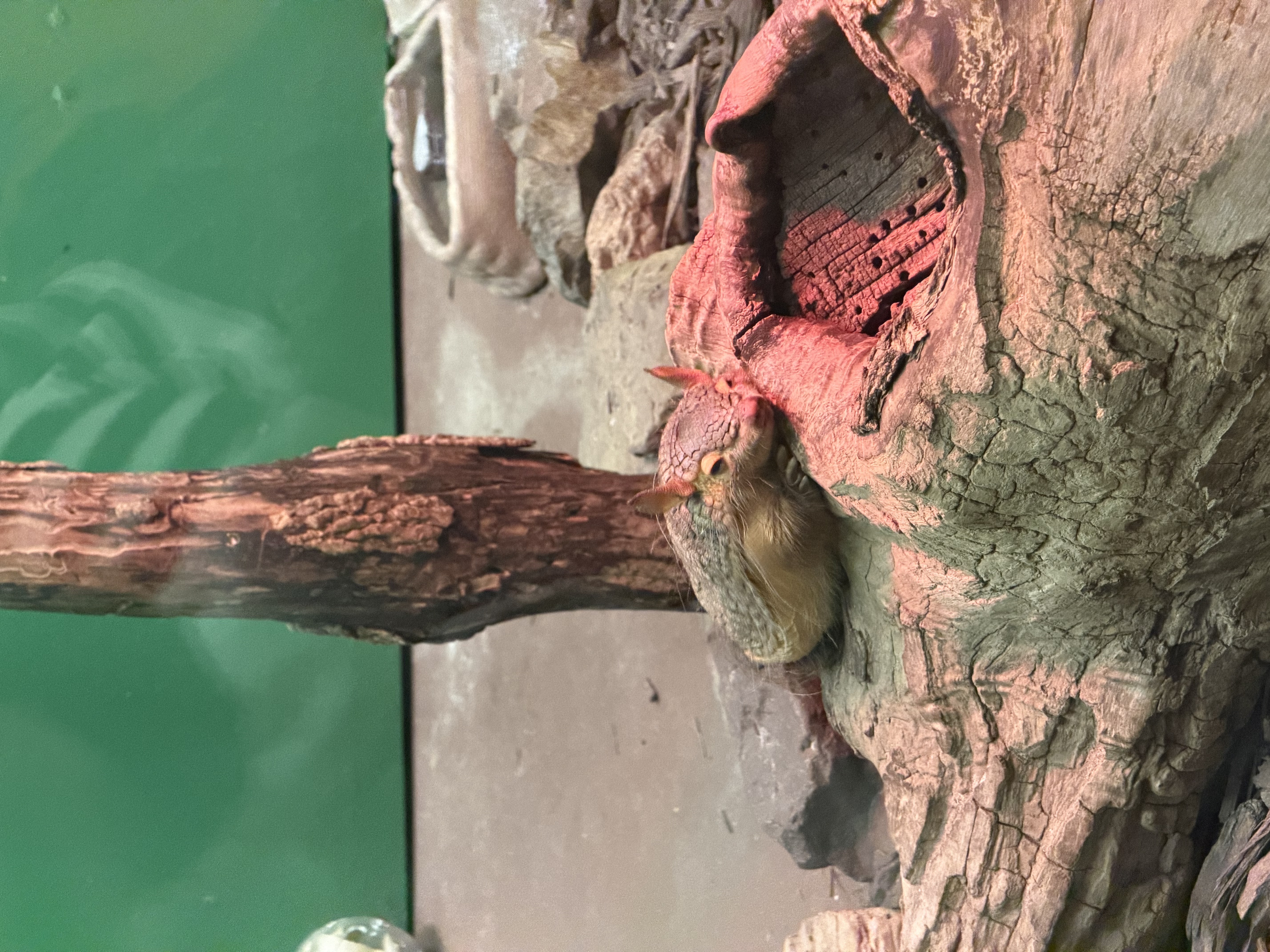Screaming hairy armadillo display