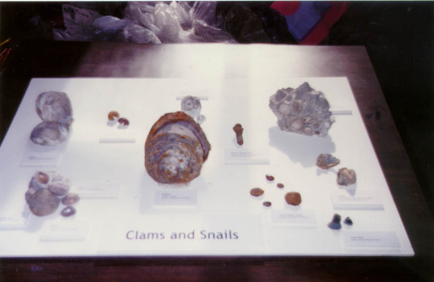 Clams_and_snails