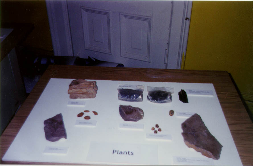 Plants