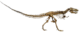 Dinosaur Skeleton