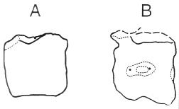 caudal vertebral centrum