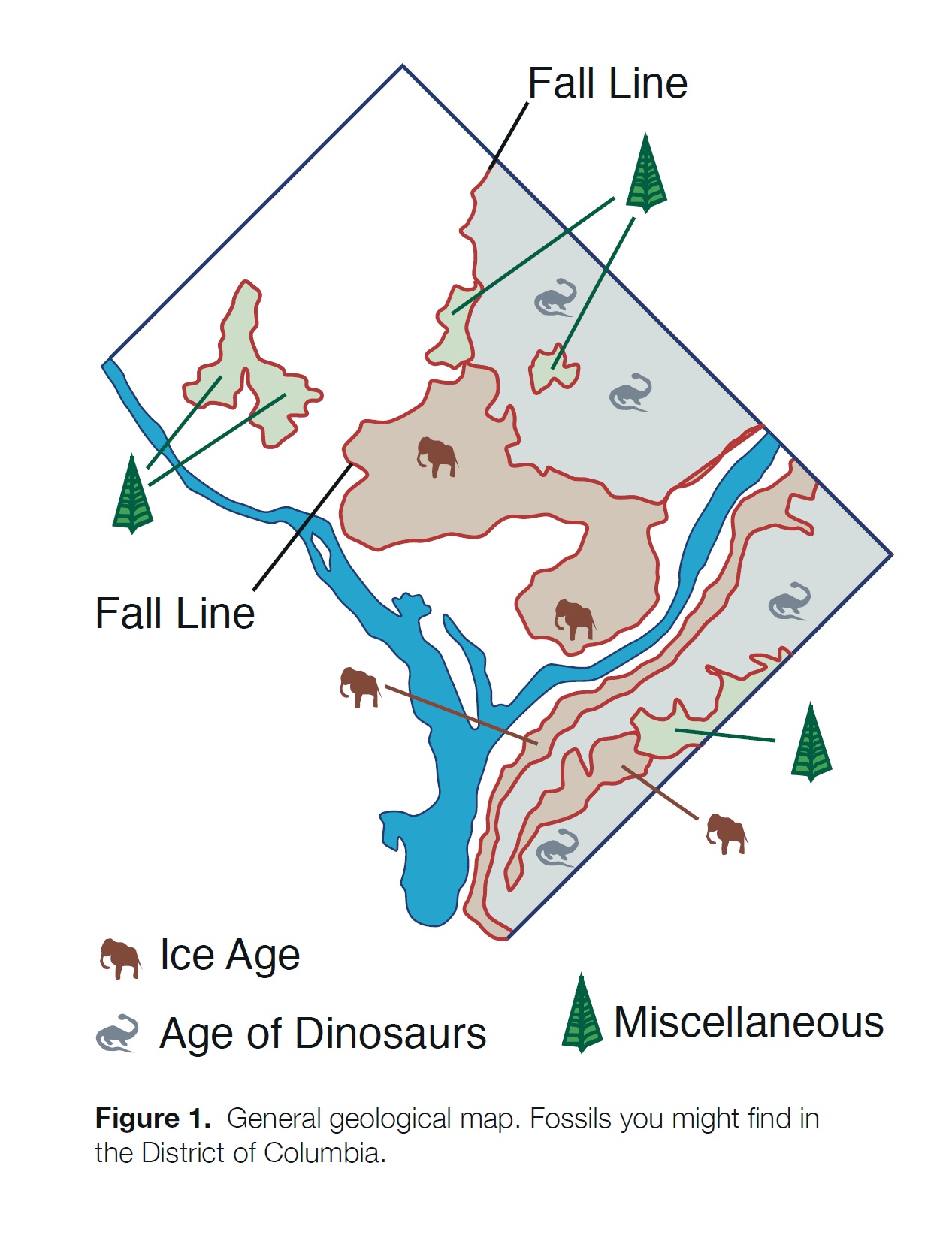 Map of fossils in DC