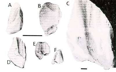 Neoceratopsian teeth