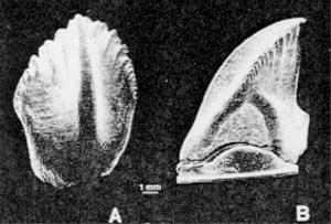 Neoceratopsian Tooth