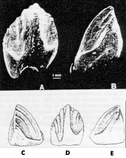 Neoceratopsian Tooth