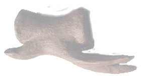 sculptured vertebra - side view