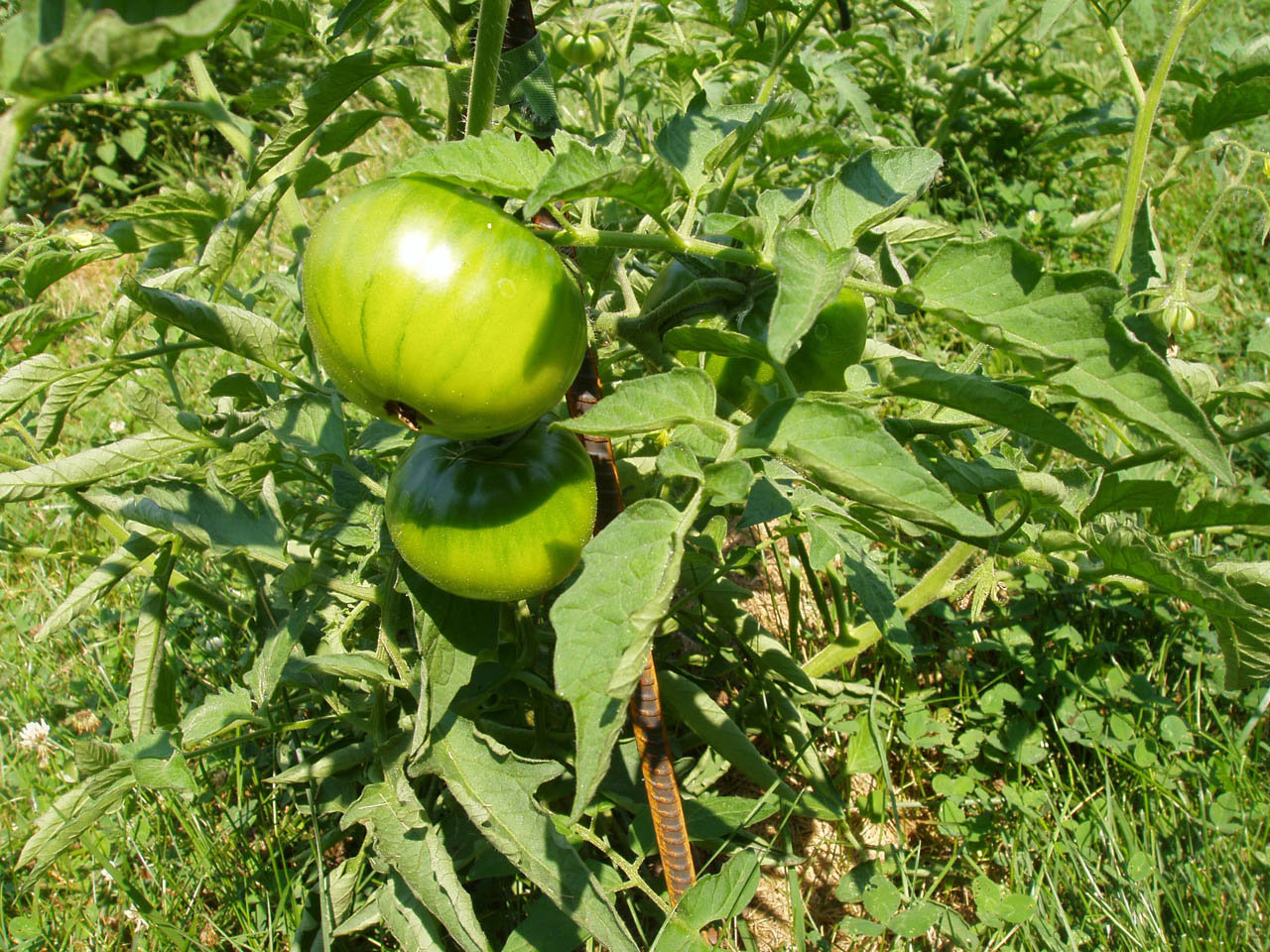 BlackFromTula