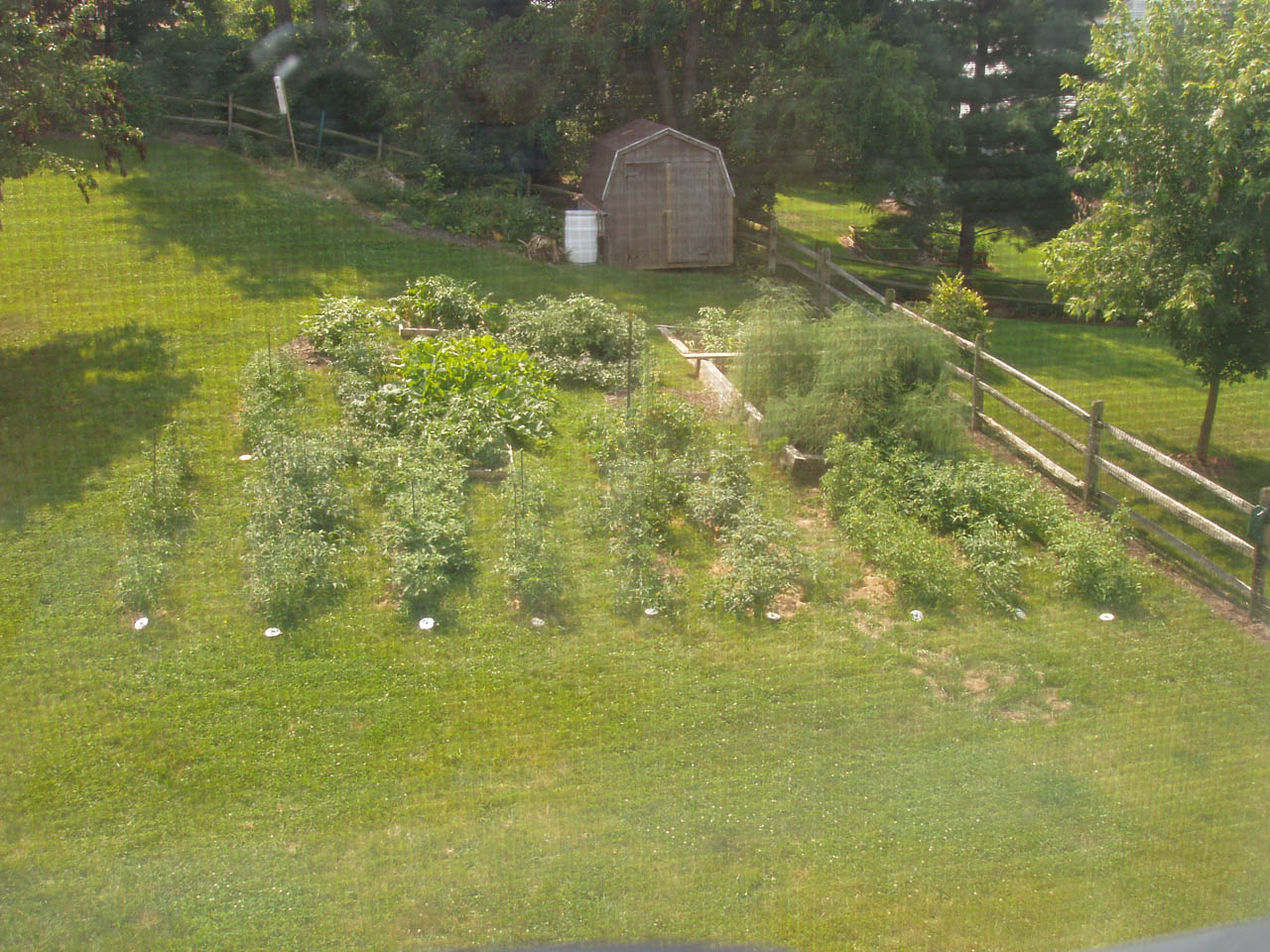 OverheadShotofTomatoes