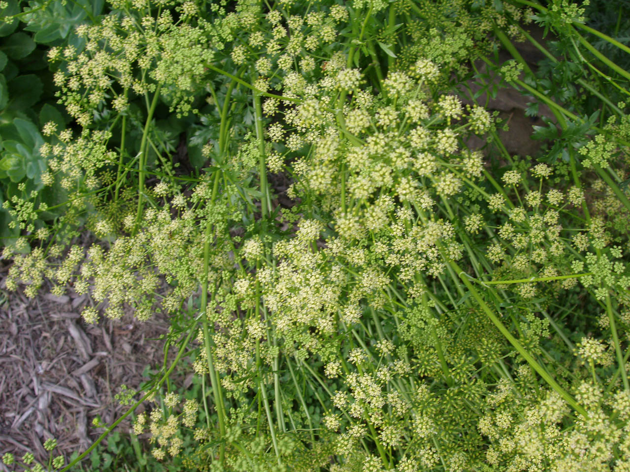 P6210051