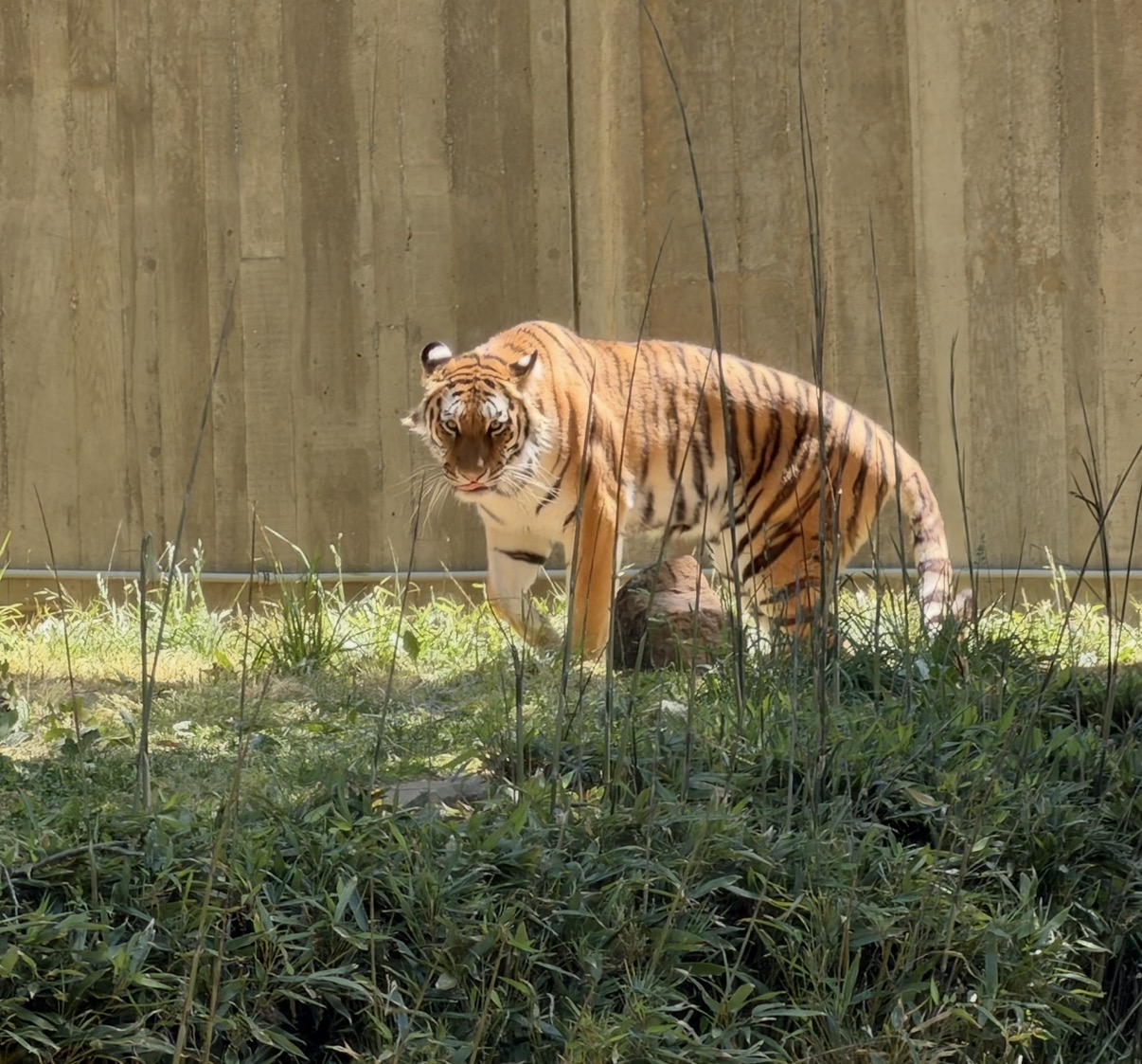 Tiger in action!
