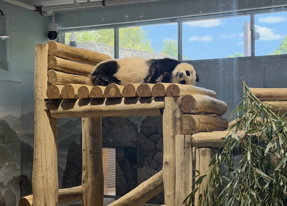 Sleeping panda!