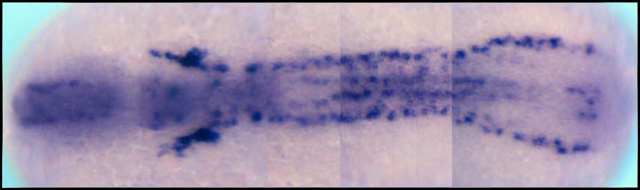 Zebrafish in situ hybridization image