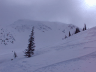 Tracks in the fresh snow by a lonely tree