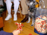 Pepper (the dog) and a reindeer