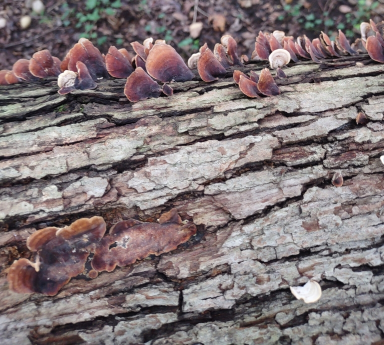 turkeytail