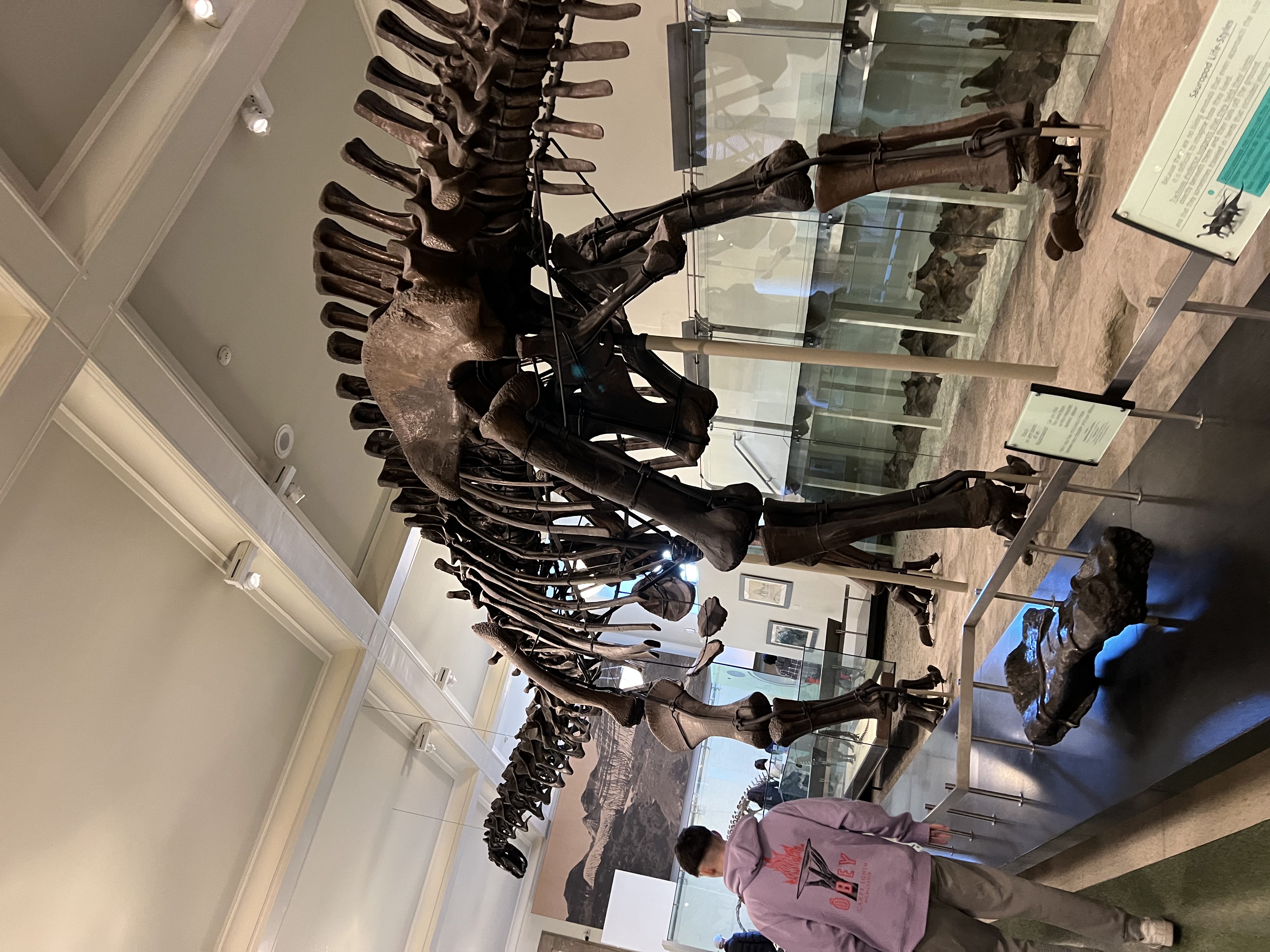 picture of a dinosaur on display