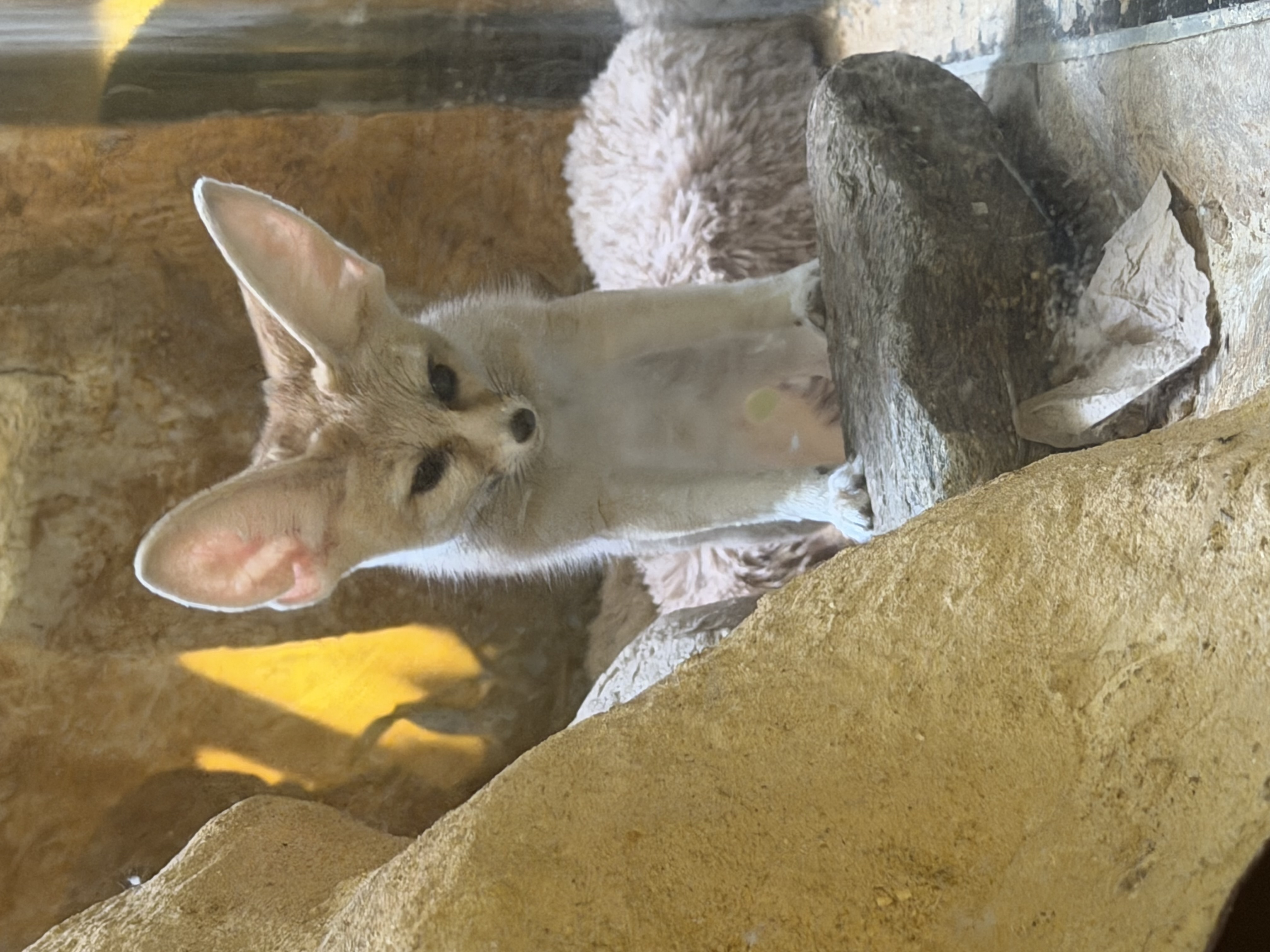 Fennec fox in the Small Mammal House