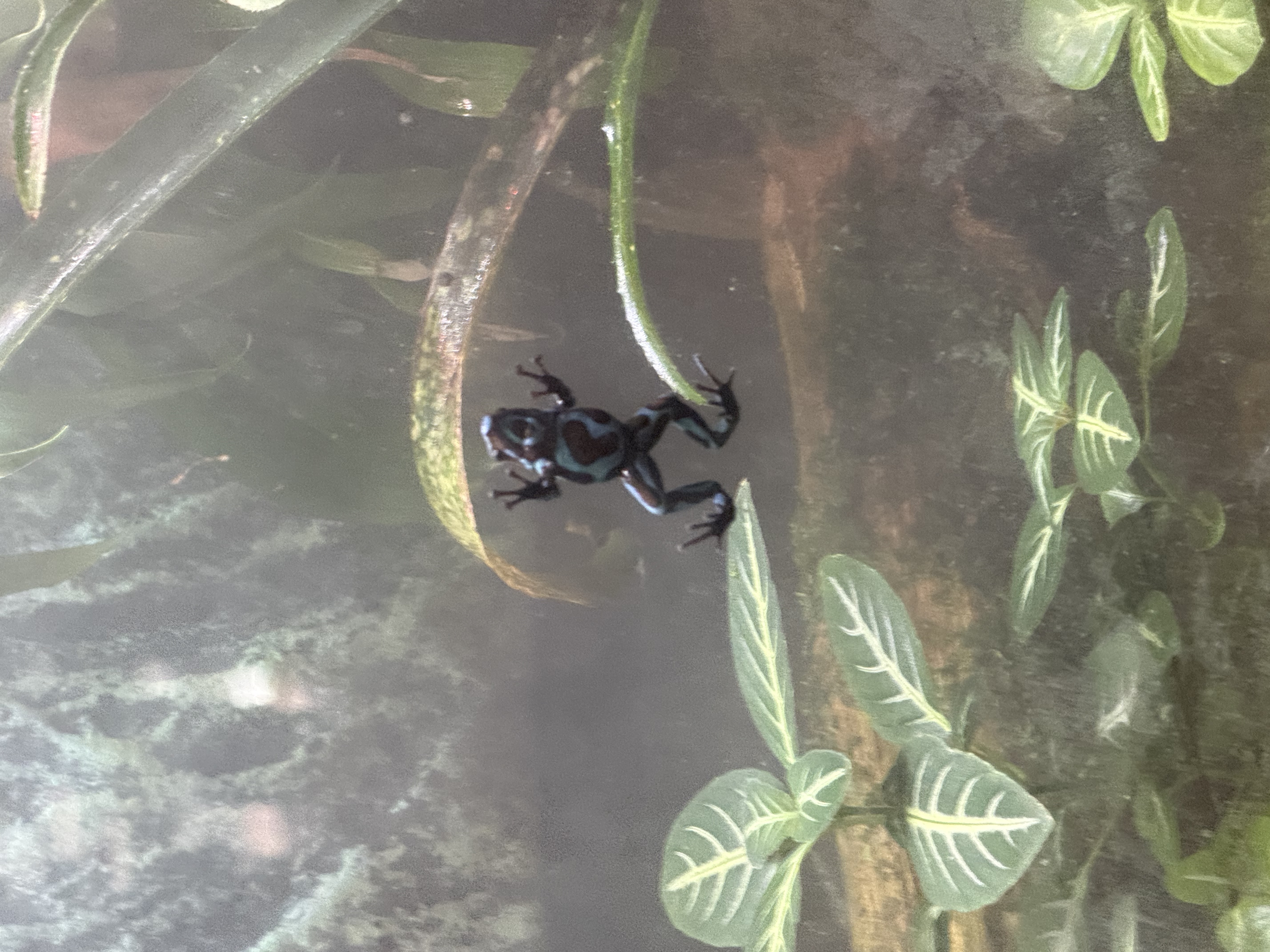 Green-and-black poison frog in Amazonia