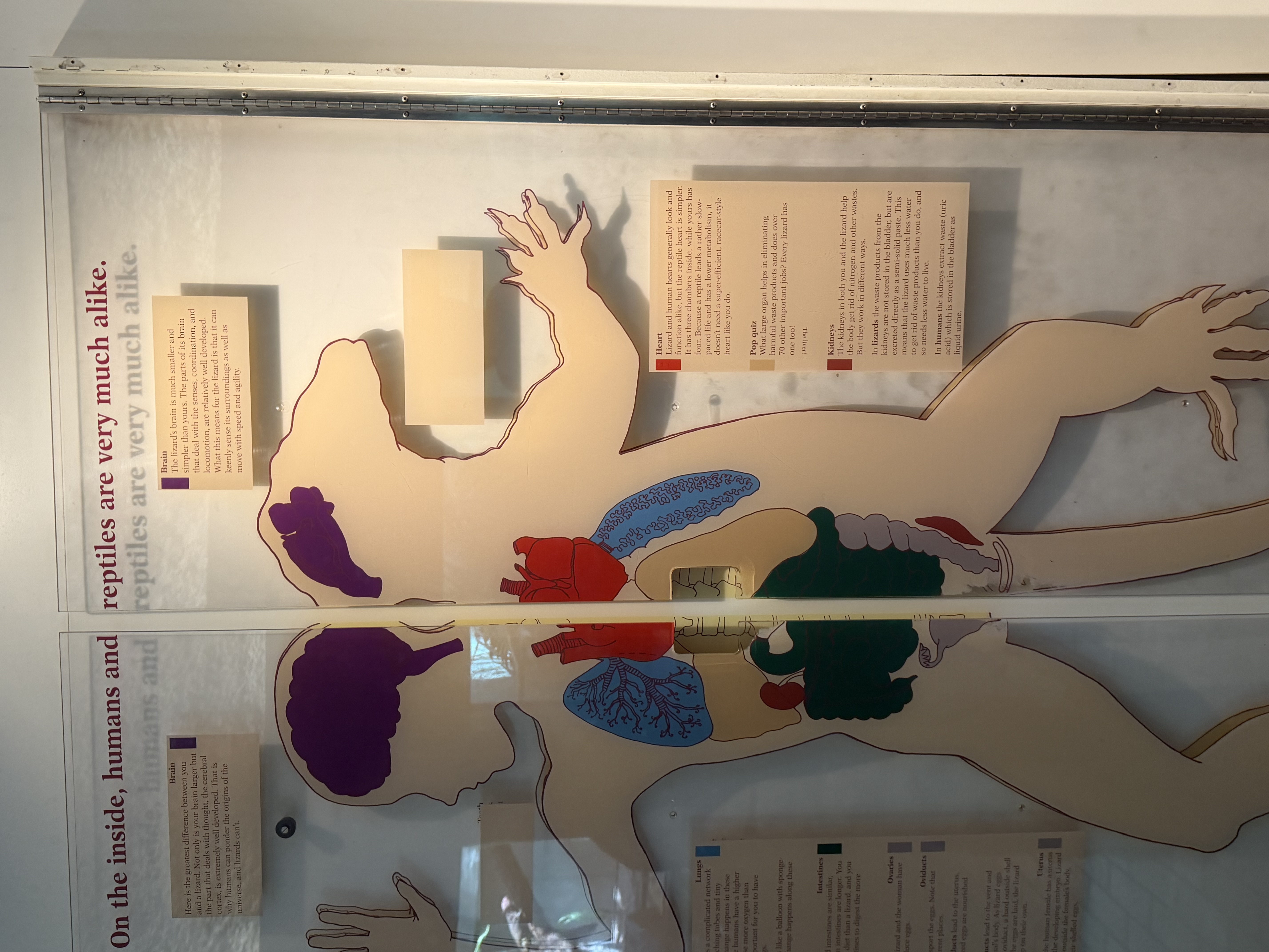 Educational display in the Small Mammal House