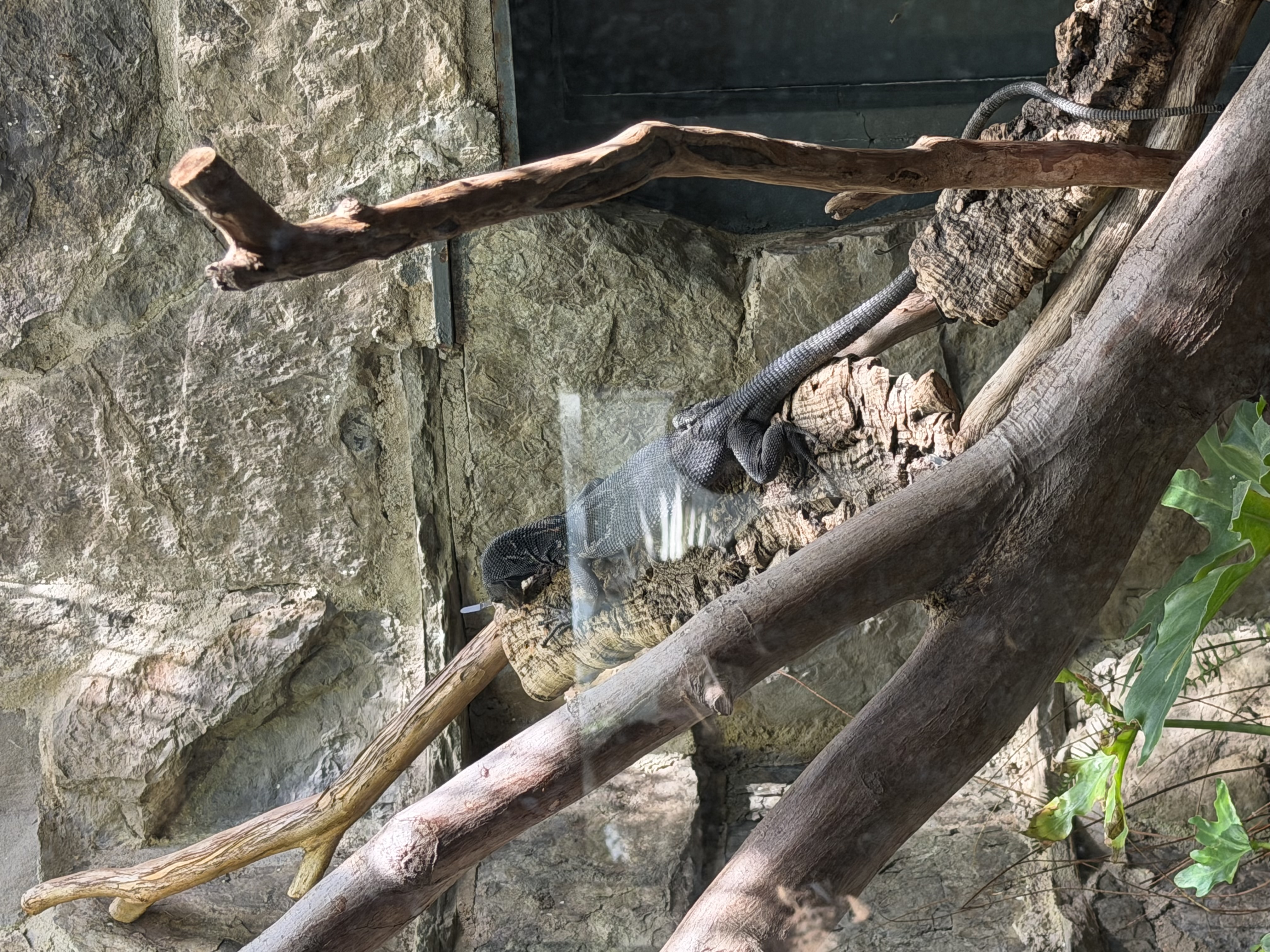 Black tree monitor in the Reptile Discovery Center