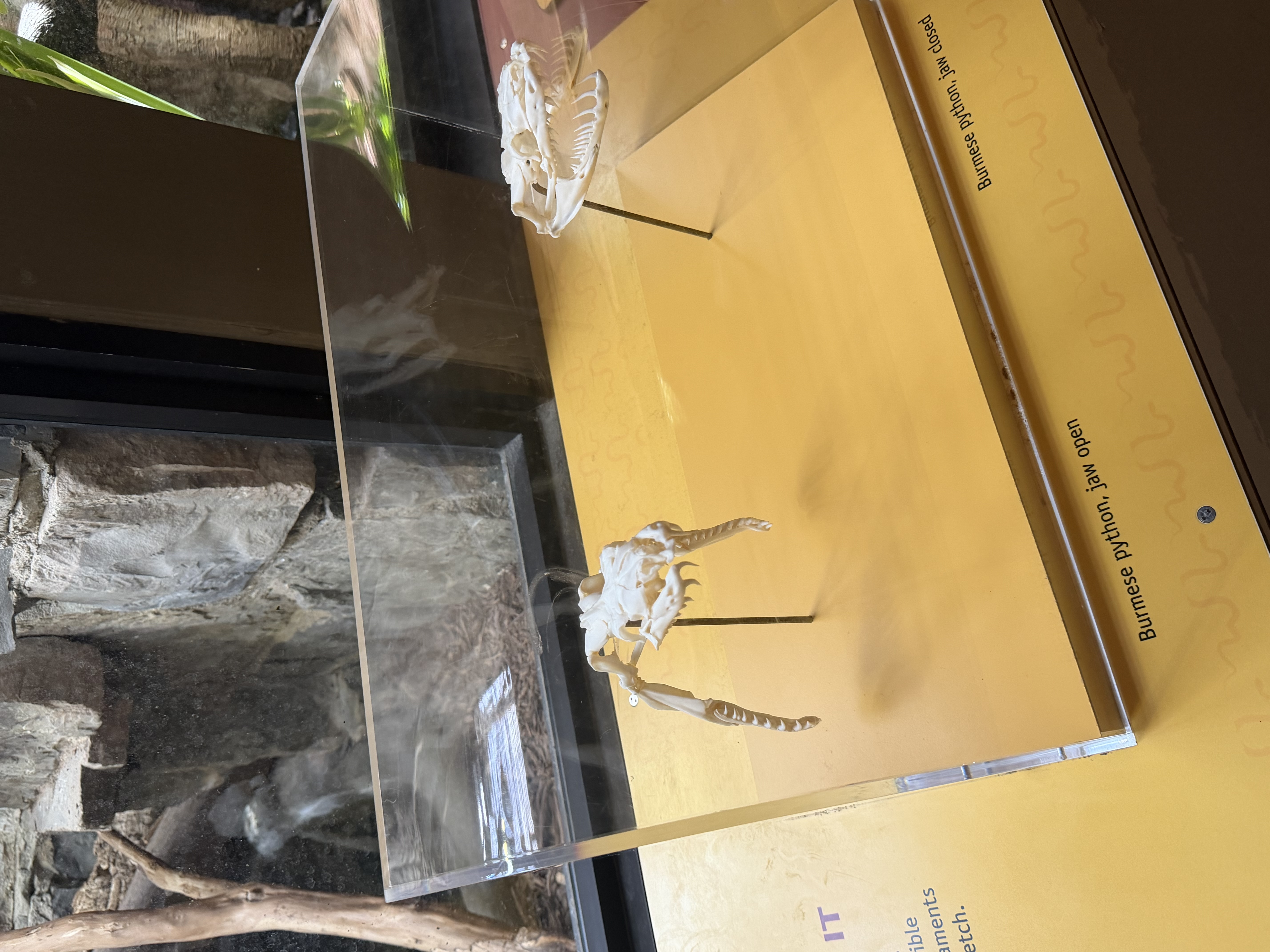 Bones and radiograph display in the Reptile Discovery Center