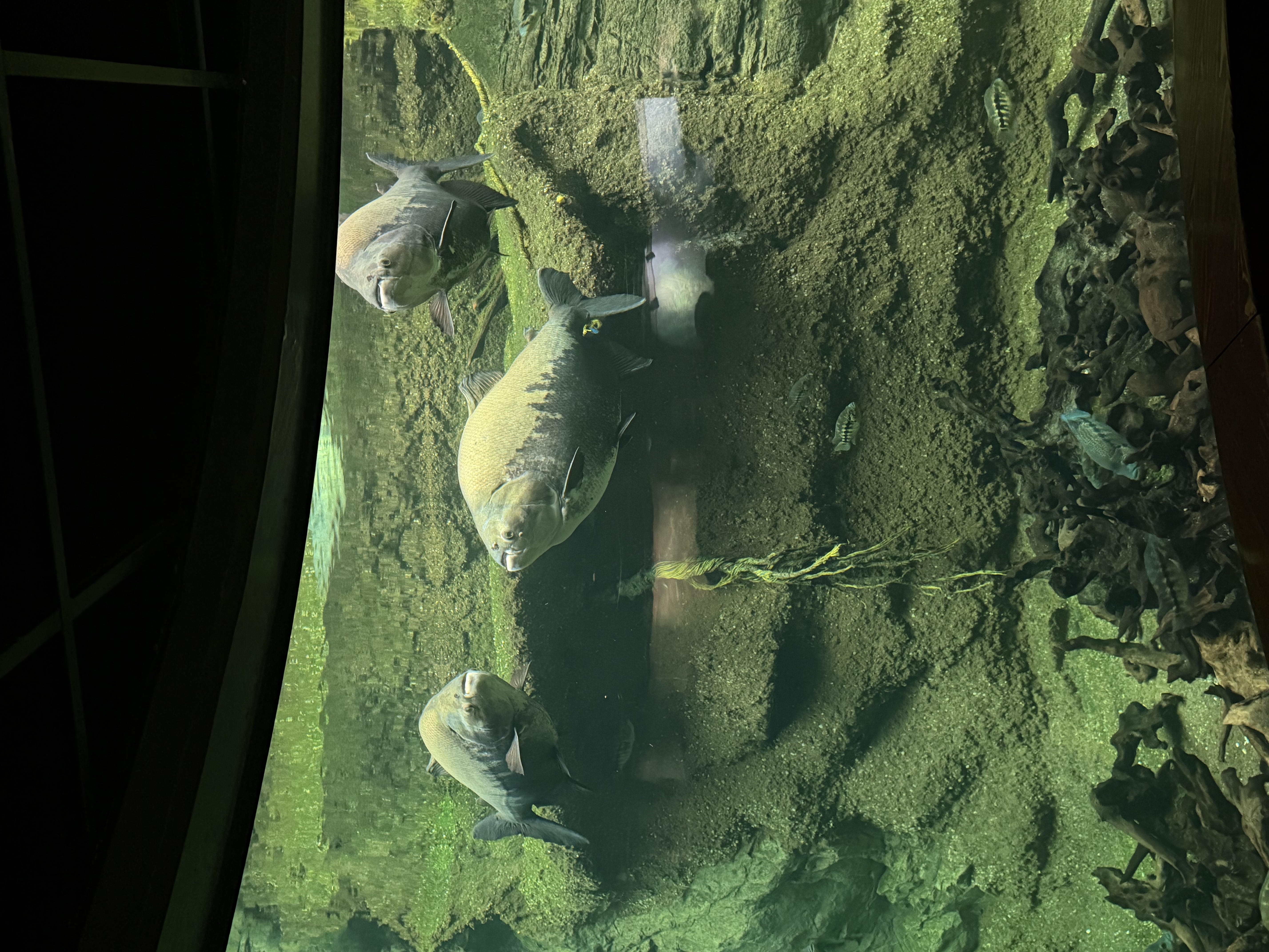Large fish tank in Amazonia