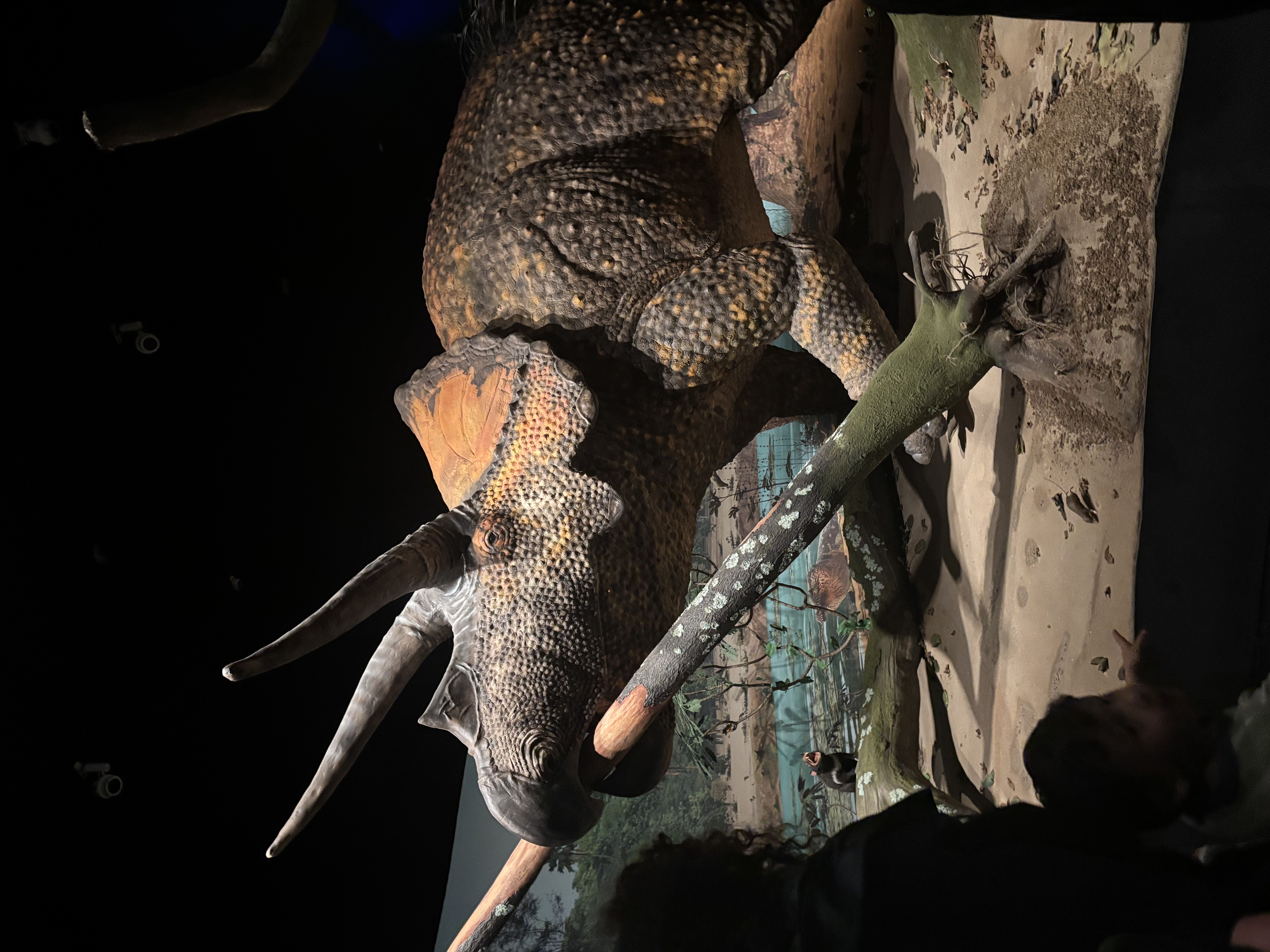 Life Size Model of a Triceratops