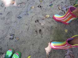 deer foot print