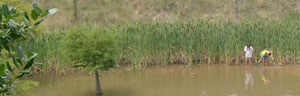 The Pond